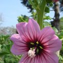 Lavatera arborea fleur
